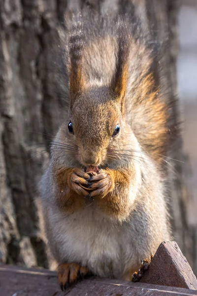 Squirrel — Stock Photo, Image