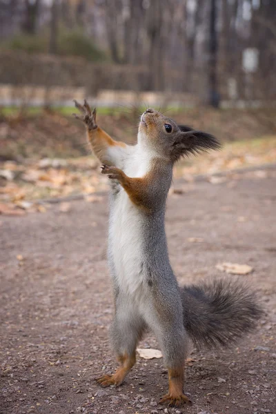 Eichhörnchen — Stockfoto