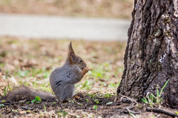 Eichhörnchen — Stockfoto