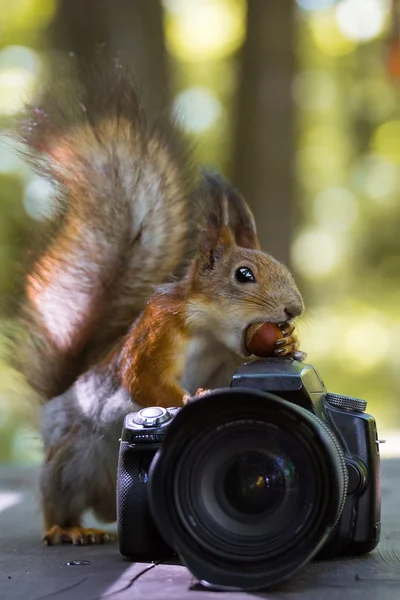Squirrel with a camera — Stock Photo, Image