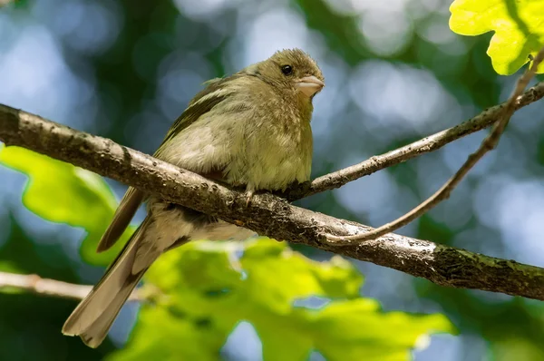 Vink — Stockfoto