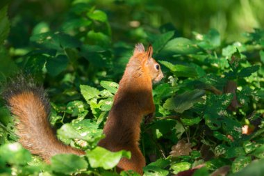 Fotoğraf bir sincap fındık ile gösterir.