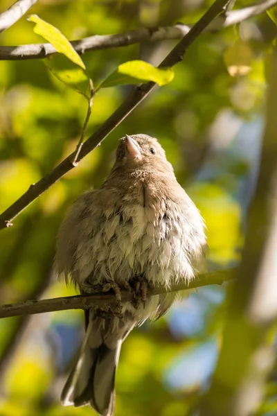 Bilden visar en fågel finch. — Stockfoto