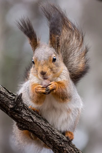 Squirrel — Stock Photo, Image