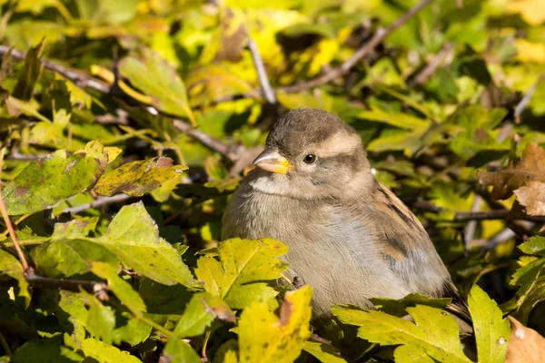 Sparrow sentado em um arbusto — Fotografia de Stock