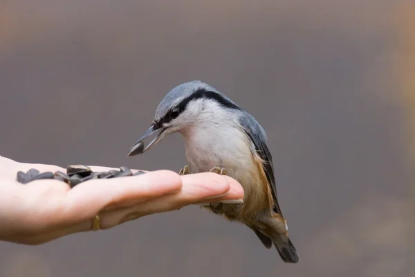 Pájaro en la mano — Foto de Stock