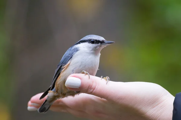 Pájaro en la mano — Foto de Stock