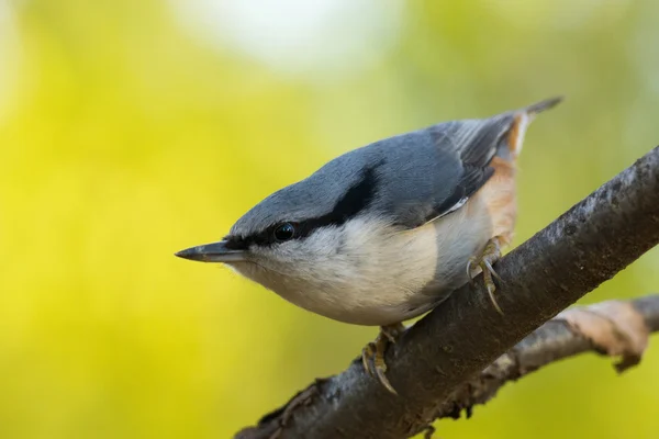 Pájaro en una rama — Foto de Stock