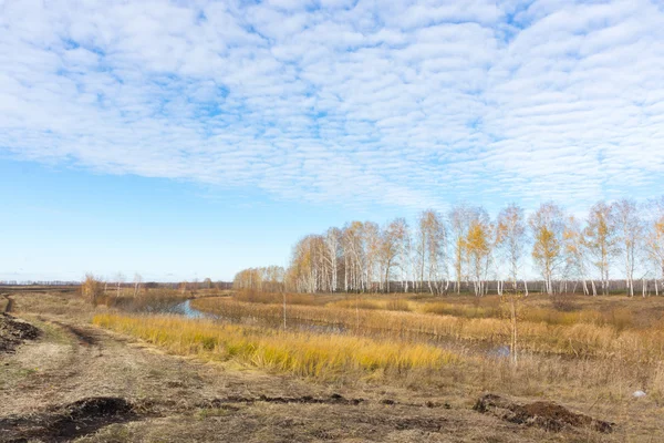 Campo, piantagione di alberi e strada . — Foto Stock