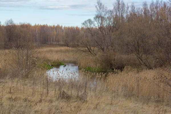 Pole, výsadbu stromů a silniční. — Stock fotografie