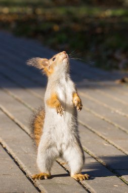 Kelebek bir deli beklentisiyle bir ağaçta oturuyor.