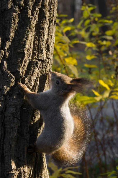 Borboleta senta-se em uma árvore em antecipação de uma noz . — Fotografia de Stock