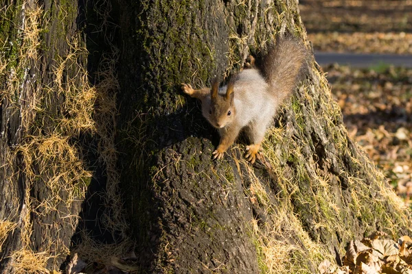 Butterfly sits on a tree in anticipation of a nut. — Stock Photo, Image