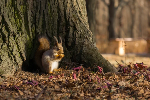 Butterfly sits on a tree in anticipation of a nut — Stock Photo, Image