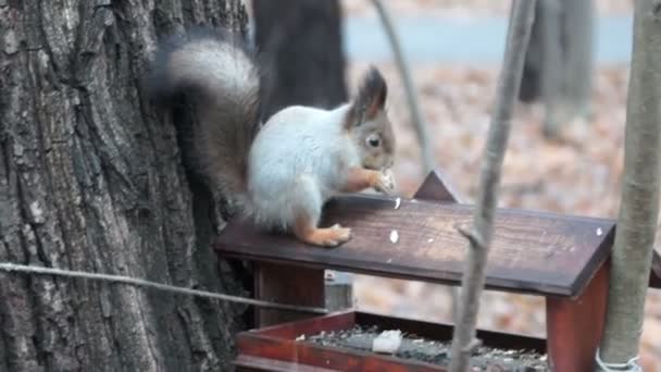 リスは、飼い葉おけにヒマワリの種を食べる — ストック動画