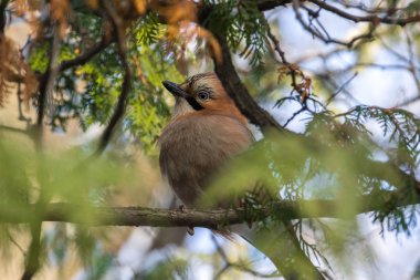 Jay dallar üzerinde