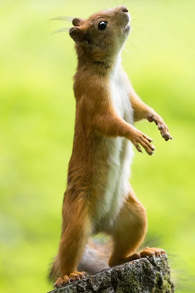 Eichhörnchen neben einem Baum — Stockfoto