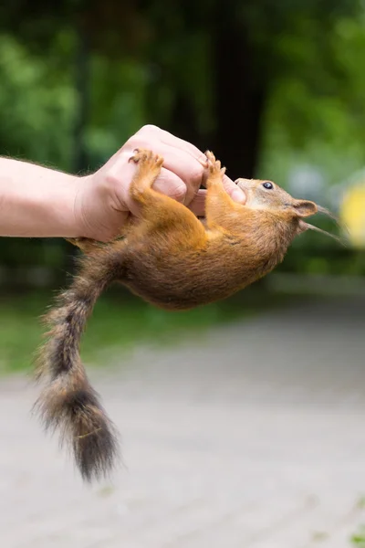 Esquilo sentado em uma mão — Fotografia de Stock
