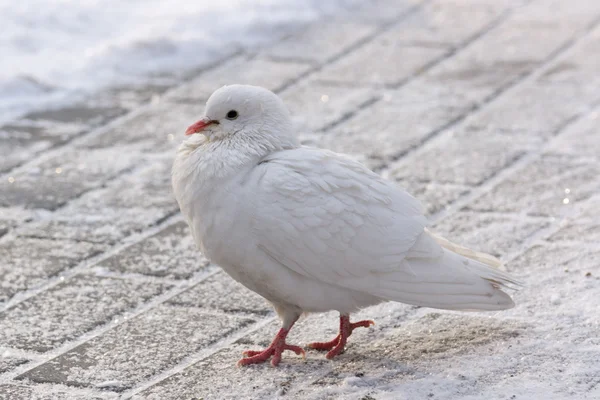 Vit duva på vägen — Stockfoto