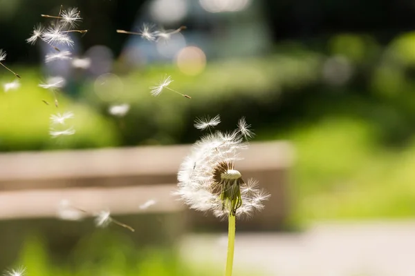 Paardebloem vliegen weg in de wind — Stockfoto