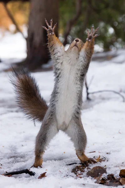 Eichhörnchen auf einem Baum — Stockfoto