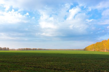 yeşil çimenler tarlada