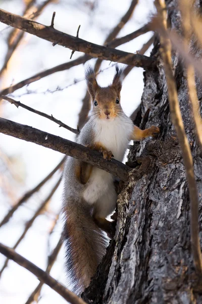 Squirrel near a tree — Stock Photo, Image