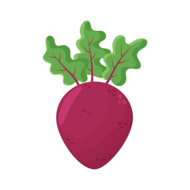 Beyaz Arkaplan Vektör İllüstrasyonunda Yapraklı Taze Pancar. Pişirmek için organik gıda