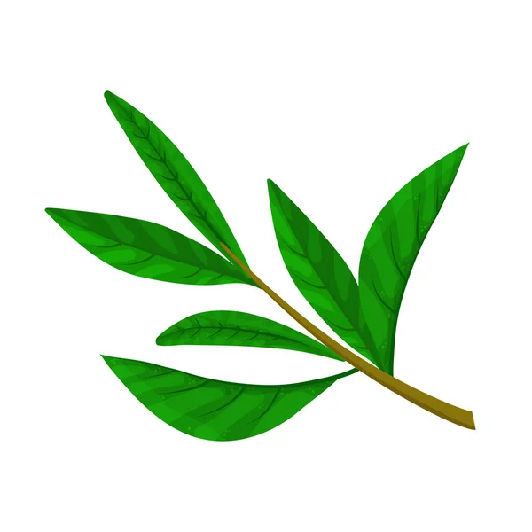 茶叶叶矢量植物学图解，绿茶和红茶及茶包设计元素. — 图库矢量图片