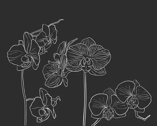 Hand drawn vector orchid on black — Stock Vector