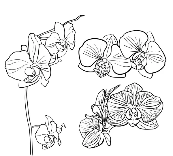Orquídea dibujada a mano — Vector de stock