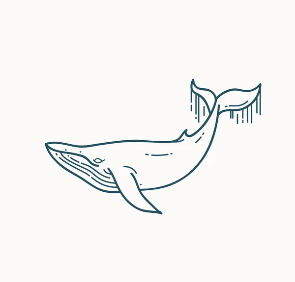 Ilustração linear de baleia . —  Vetores de Stock
