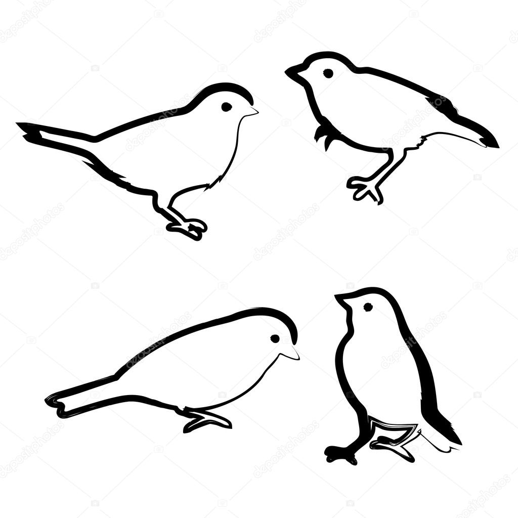 Drawing birds, vector sketch