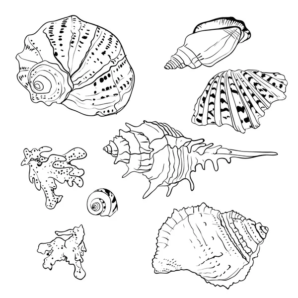 Conjunto de vectores dibujados a mano conchas marinas — Vector de stock