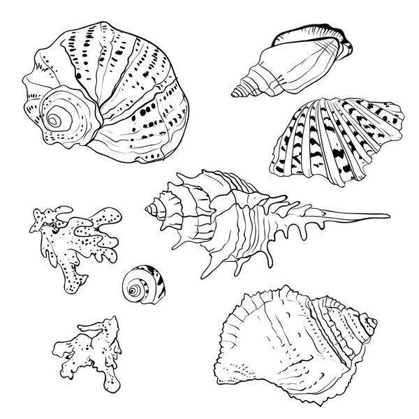 Set of vector hand drawn seashells