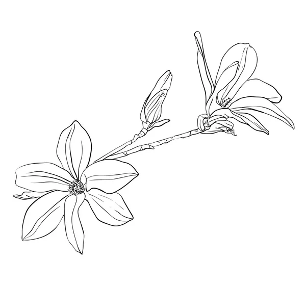 Magnolia bloemen — Stockvector