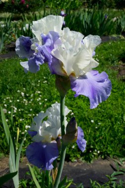 Bahçede mavi-beyaz bir iris çiçek açar. Yeşil çimenlerin arka planına karşı şaşırtıcı derecede güzel. Güneş ince yapraklarına nüfuz eder. Resim Haziran 'da bahçede çekilmişti. Kamera Sony RX1.                                