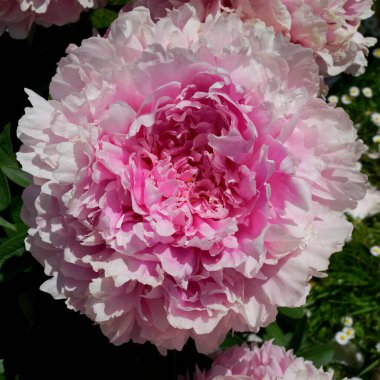 Bahçede pembe ve beyaz şakayıklar açtı. Pembenin ne güzel tonları. Güneş yapraklarını delip geçer. Fotoğraf Haziran 2021 'de çekildi, Sony RX1..                               