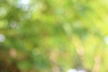 Arkaplan görüntüsü bokeh 'i bulanıklaştırdı, yeşil ve sarı, doğadan gelen güneş ışığı.