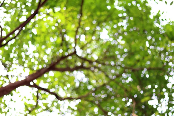 庭の木に輝く太陽から白いボケをぼかす 低い角度で緑の自然背景 — ストック写真