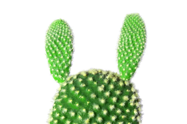 Cactus Rabbit Ears Μικρά Καλοκαιρινά Φυτά Spiky Green Prickly Green — Φωτογραφία Αρχείου