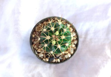 Vazodaki kaktüsün üst görüntüsü. Siyah. Yeşil, keskin ve güzel bir yaz bitkisidir. Beyaz kumaş arka planında