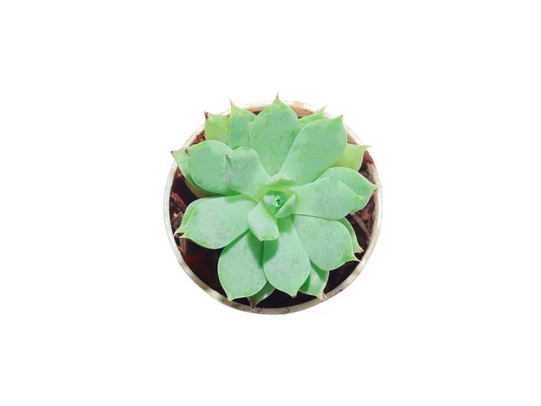 Close Top View Cactus Succulent Plant Rose Shaped Small Green — Stock Photo, Image