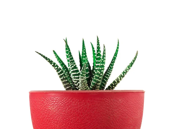 Gros Plan Cactus Succulent Texture Verte Avec Des Rayures Blanches — Photo