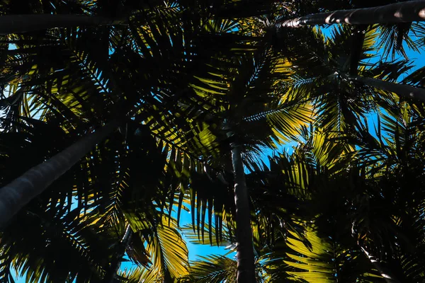 Palm Träd Bakgrund Med Varm Blå Vintage Himmel Vid Tropikerna — Stockfoto