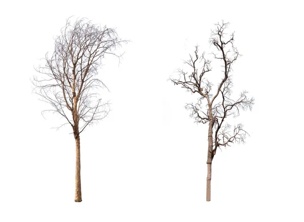 Collection Old Bare Dead Tree Leafless Black Brown Isolated White — Stock Photo, Image