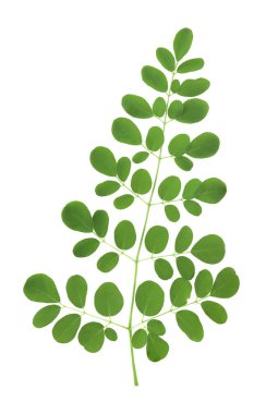 Beyaz arka planda izole edilmiş tropikal yeşil yaprakların üst görüntüsü