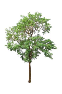 Büyük ağaç, beyaz zemin üzerinde izole edilmiş yüksek çözünürlüklü güzel yeşil yapraklarla tamamlanmıştır..