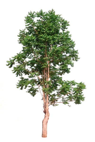 Der Baum Ist Perfekt Mit Schönen Grünen Blättern Hoher Auflösung — Stockfoto