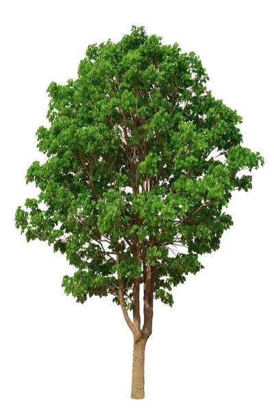 Ağaç Yüksek Çözünürlüklü Güzel Yeşil Yapraklarla Mükemmeldir Beyaz Arka Planda — Stok fotoğraf